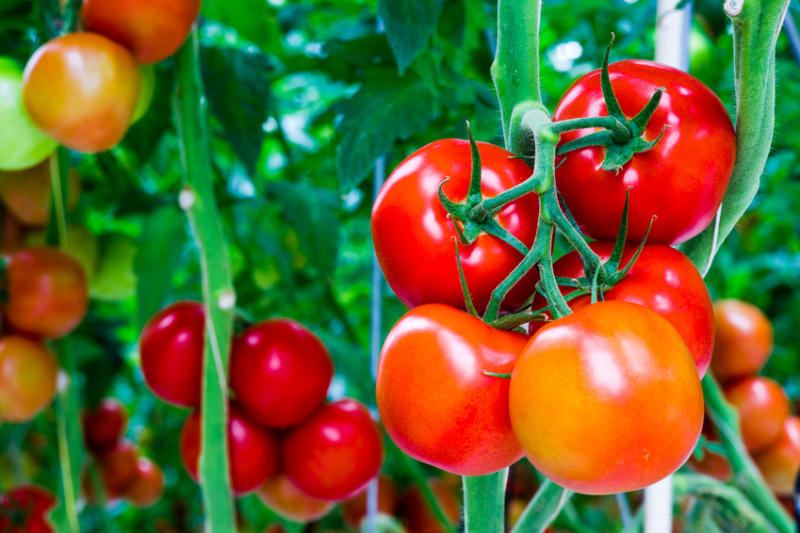 Hướng dẫn cách trồng cây cà chua và những lưu ý khi chăm sóc cây cà chua