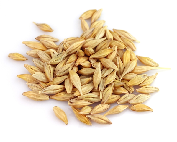 Trong lúa mạch có nhiều dưỡng chất chữa chứng trẻ em ăn kém