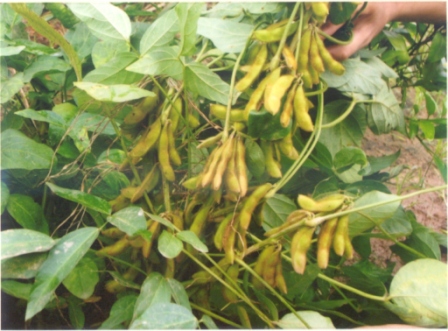 Giống đậu tương cao sản TĐ2016 dê trồng, cho năng xuất cao