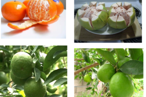 Kỹ thuật trồng cây ăn quả có múi