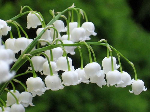 Hoa chuông trắng tình yêu