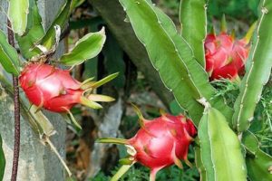 Bạn muốn trồng cây Thanh long ruột đỏ, sai quả và ngọt lịm?