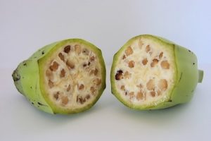Sử dụng cây chuối hột trị bệnh tiểu đường ra sao?
