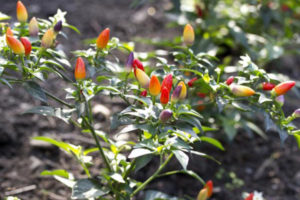 Cách trồng cây ớt trĩu quả cho 1 năm sung túc