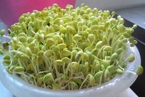 Những hạt giống đậu xanh bắt đầu nảy mầm tươi tốt