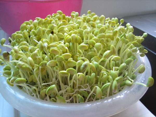 Cách trồng cây đậu xanh nảy mầm nhanh và đơn giản nhất tại nhà