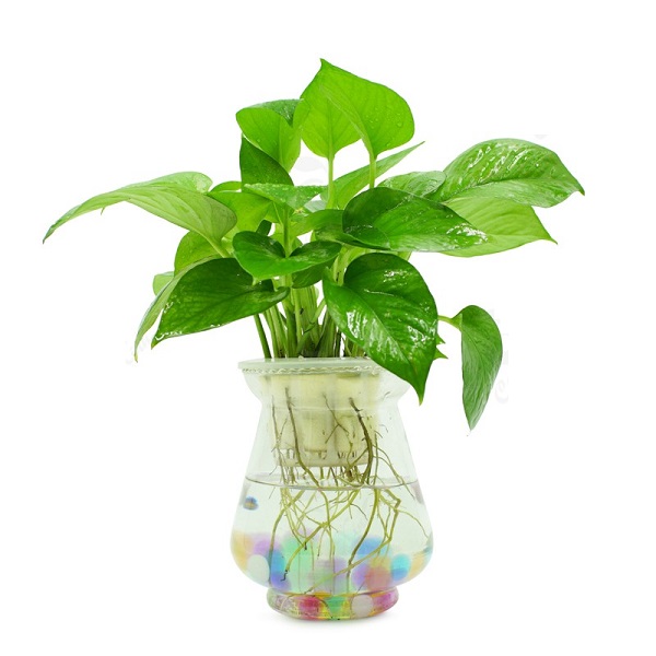 Ý nghĩa trong phong thủy cây vạn niên thanh giúp hút tài lộc Ý nghĩa trong phong thủy cây vạn niên thanh giúp hút tài lộc