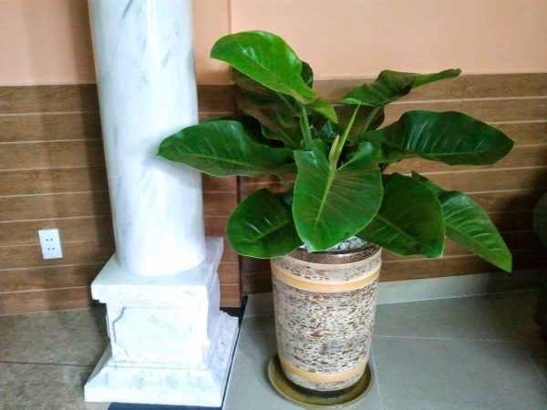 Cây phong thủy trong nhà và những lưu ý khi trồng