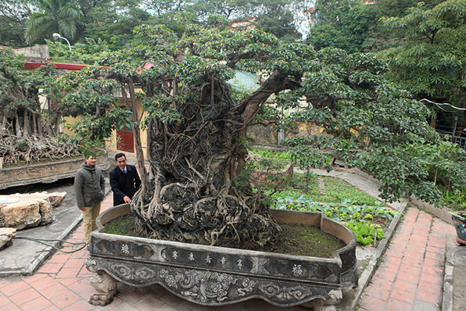 Dùng cây Sanh làm bonsai và ý nghĩa phong thủy