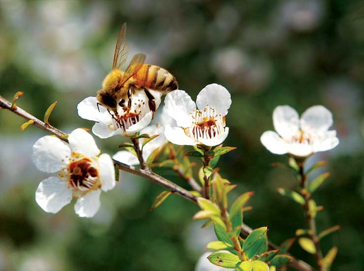 Mật ong Manuka là gì, công dụng và cách dùng như thế nào?