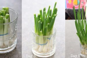 Cách trồng hành lá trong nước đơn giản và dễ thực hiện