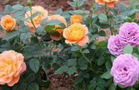 Cách trồng và chăm sóc cây hoa hồng đơn giản nhất