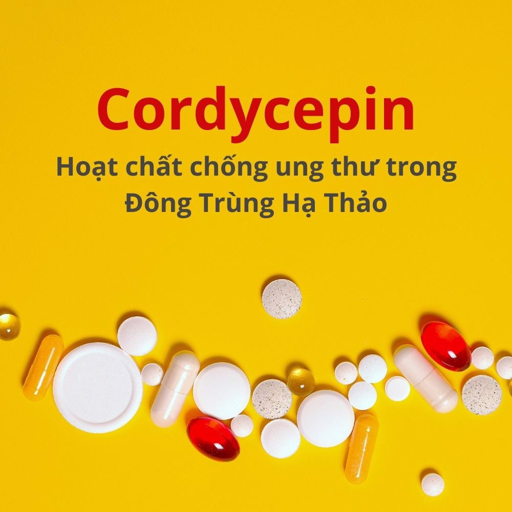 Cordycepin trong Đông trùng được xem là có khả năng chống ung thư