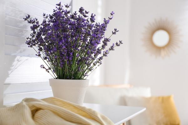Hoa Lavender cũng được nhiều người tận dụng để trong phòng ngủ