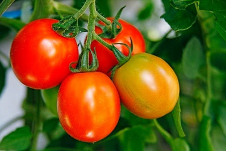 Chăm sóc cây cà chua đíng cách cho quả tươi ngon
