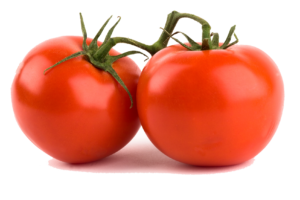 cách trồng cây cà chua
