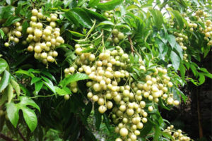 Giới thiệu nguồn gen cây mác mật (Clausena indica Daizell (Oliv.))