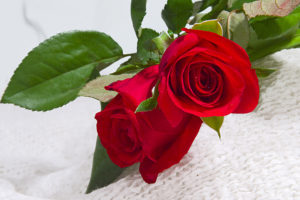 Hoa hồng được ứng dụng rất nhiều trong việc chữa bệnh