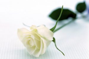 Bạn đã biết về công dụng của hoa hồng trắng?