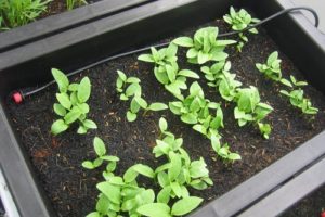 Hướng dẫn cách trồng rau mồng tơi: trồng rau sạch