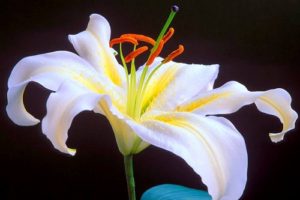 Hướng dẫn cách trồng và chăm sóc hoa lily trong chậu