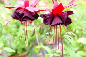 9 loại hoa tết dễ trồng, ra hoa đẹp