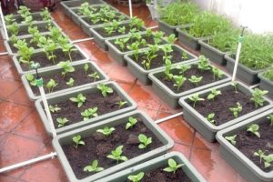 3 cách cải tạo đất trồng rau