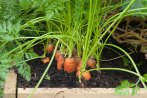 Cách trồng cà rốt tại nhà đơn giản nhất