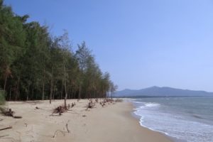 Cây Phi lao thích hợp trồng ơ đất ven biển