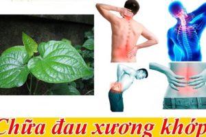 Cây lá lốt chữa bệnh Gout hiệu quả đến mức nào?