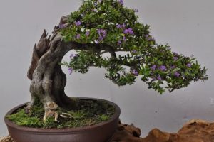 4 dáng cây cơ bản trong nghệ thuật cây cảnh