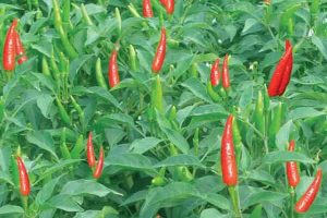 Kỹ thuật trồng cây ớt đạt chuẩn Vietgap làm giàu bền vững