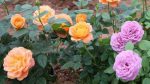 Cách trồng và chăm sóc cây hoa hồng đơn giản nhất
