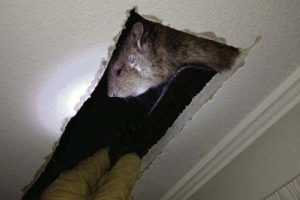 Cách diệt chuột trên trần nhà