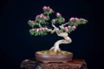 Cách trồng và chăm sóc cây Kiều Hùng bonsai