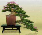 Cay-kieu-hung-bonsai