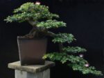 Cay-kieu-hung-bonsai-2