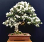 Cay-kieu-hung-bonsai-mini