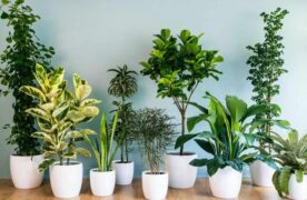 Những loại cây trong nhà tốt cho sức khỏe