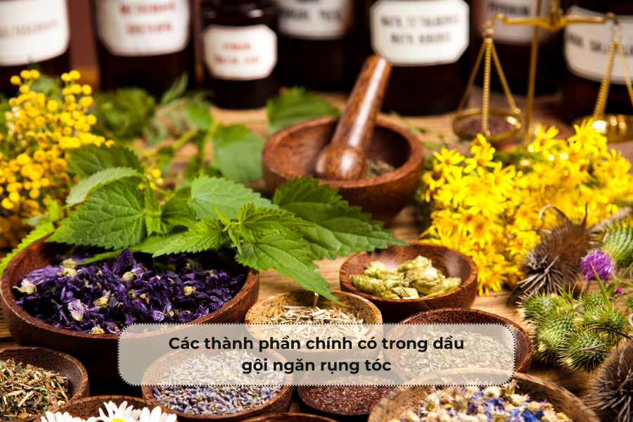 Các thành phần chính có trong dầu gội ngăn rụng tóc