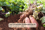 Cách chế biến khoai lang giúp giảm cân tốt nhất