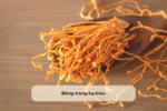 Đông trùng hạ thảo