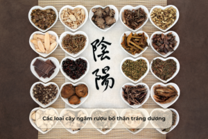 Các loại cây ngâm rượu bổ thận tráng dương