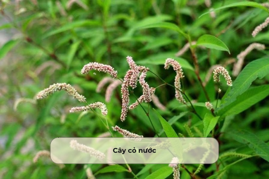 Cây cỏ nước