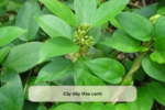 Cây dây thìa canh
