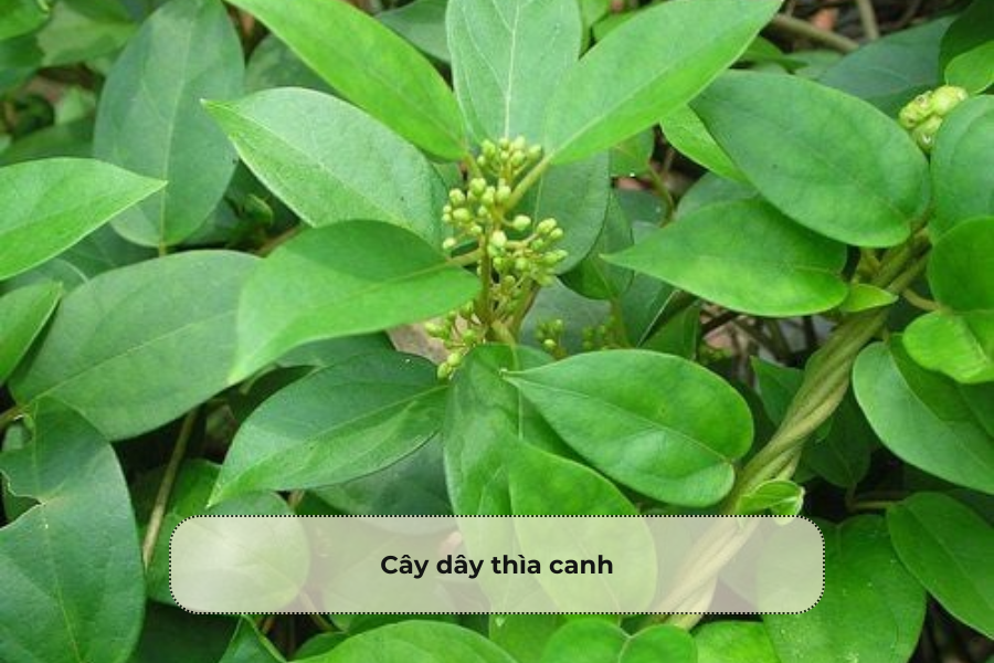 Cây dây thìa canh
