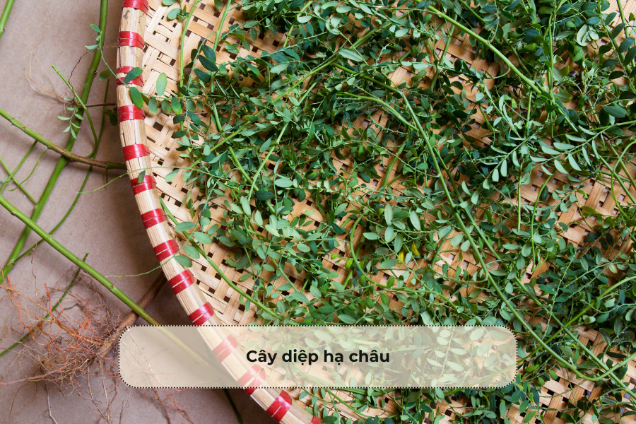 Cây diệp hạ châu
