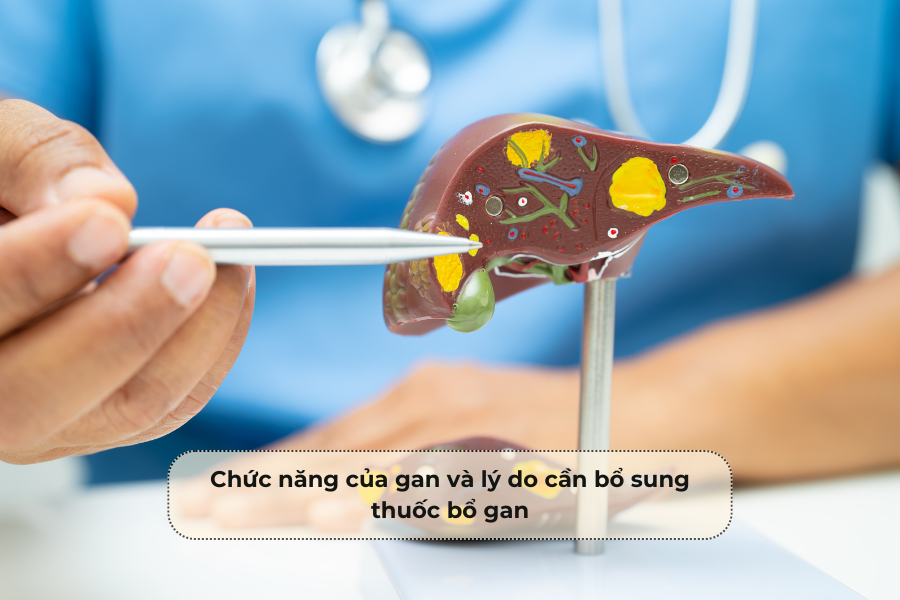 Chức năng của gan và lý do cần bổ sung thuốc bổ gan