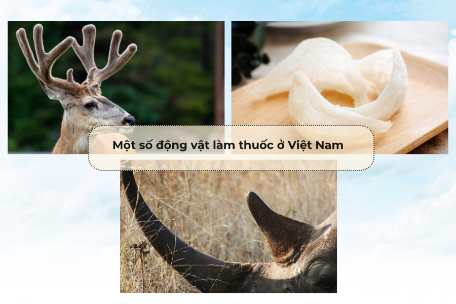 Một số động vật làm thuốc ở Việt Nam