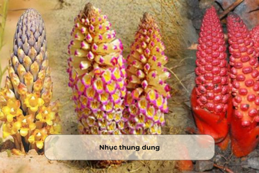 Nhục thung dung